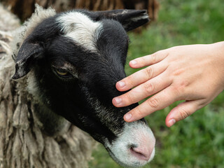 Close-up of a woman's palm stroking the nose of a sheep. Green blurred grass in the background. A mountain pasture. Animal love and care concept.