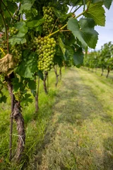 Poster Destinations Wine Vineyards. Young wine bushes of grape plantation in Prague city, Czech republic 