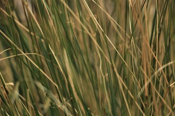 Obraz premium Macro cutout of green and yellow blades of grass, Crete Greece