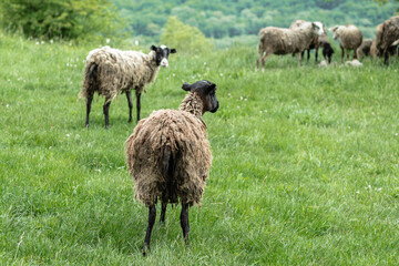 A sheep with muddy hair stands with its back to the camera. Green grass and other sheep are in the background. A mountain pasture. The concept of animal husbandry