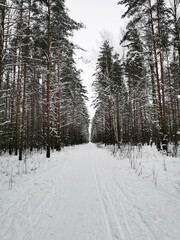 winter forest in the snow