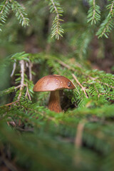 Large beautiful white mushroom boletus with beautiful texture of leg growing in fallen leaves, moss and a twigs in a light autumn Latvian forest