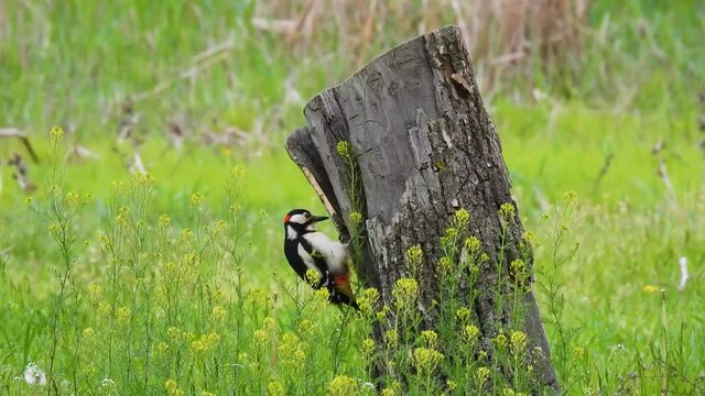 woodpecker great spotted (dendrocopos major) on a tree stump looking for food, natural sound