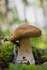 Large beautiful white mushroom boletus with beautiful texture of leg growing in fallen leaves, moss and a twigs in a light autumn Latvian forest