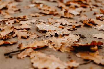 Close-up fallen oak leaves with dew. Autumn oak leaves. Water drops on fall oak leaves closeup. Dry Autumn Oak Leaf Covered by Water Drops of Rain on Ground in park.