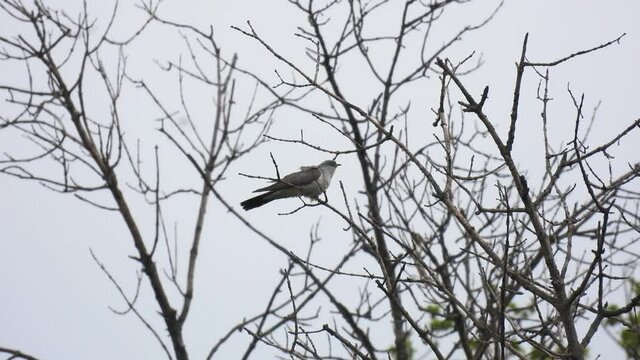 common cuckoo (cuculus canorus) sitting tree without leaves on a white background