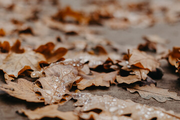 oak leaves with raindrops - abstract natural background