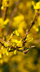 Macro de pétales de fleurs jaunes, photographiées dans le Jardin des plantes, dans le centre-ville de Toulouse