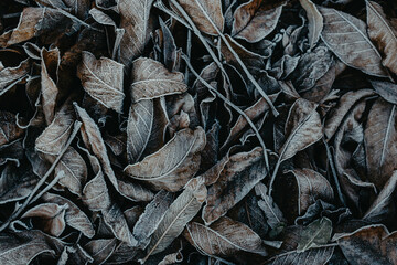 Background of fallen leaves covered with hoarfrost. Winter frosts. Close up.