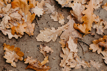oak leaves with raindrops - abstract natural background