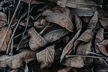 Texture of leaves covered with snow and ice on a winter day
