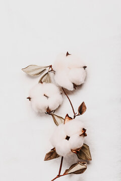 Branch with white fluffy cotton flowers on white background from organic flax