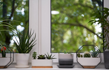 Home green plants on the window sill