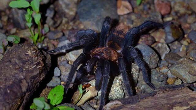 Costa Rican Suntiger Tarantula - Davus ruficeps is a species of spiders in the family Theraphosidae (tarantulas), formerly included in Cyclosternum, Black and blue big spider from Costa Rica