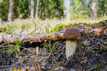 Small beautiful white mushroom boletus with beautiful texture growing in fallen twigs in a light autumn Latvian forest