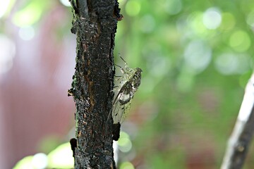한국의곤충매미입니다