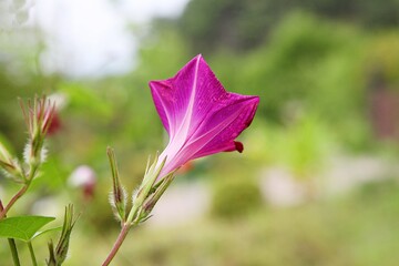 한국의나팔꽃입니다