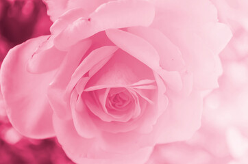 Fototapeta na wymiar Pink soft rose background texture