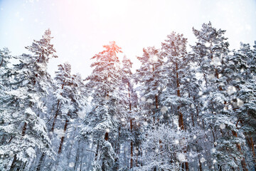 Snow covered pine trees