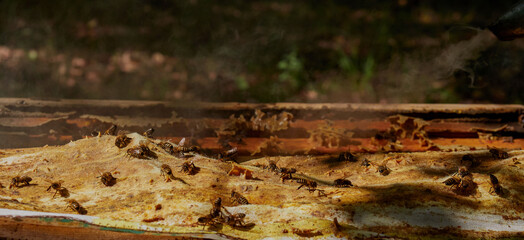 close-up of bees on honeycombs in an apiary - selective focus, space for copying