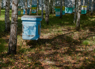 close-up of bees on honeycombs in an apiary - selective focus, space for copying