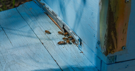 A lot of bees returning to bee hive and entering beehive with collected floral nectar and flower pollen. Swarm of bees collecting nectar from flowers. Healthy organic farm honey