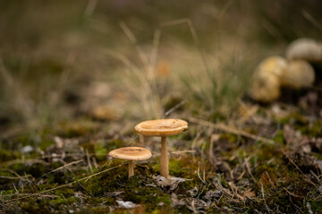 mushrooms in a quiet fairy forest, incredible wildlife