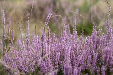 Fototapeta premium lush bright bunches of blooming heather, wild meadow