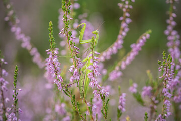 mantis lurking on heather flowers disguised as greenery