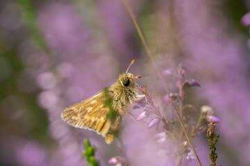 little cute butterfly collects pollen from heather flowers