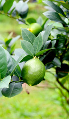 Green lime on tree, full of vitamin c 