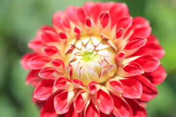 red dahlia flower