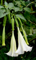 Beautiful Brugmansia flower or Angel's Trumpet on tree