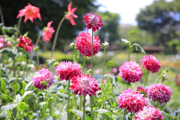 flowers in the garden