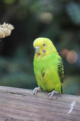 yellow and green parrot