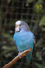 blue and white parrot