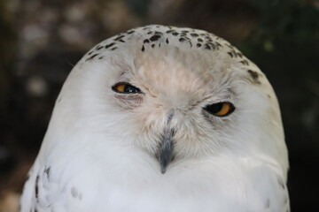 Obraz premium close up of a owl