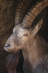 close up of a mountain goat