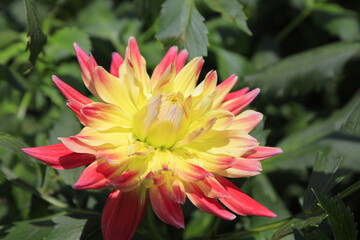 red and yellow flower