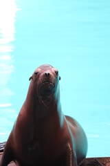 Fototapeta premium sea lion 