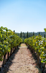 Fototapeta na wymiar vineyards established for wine production