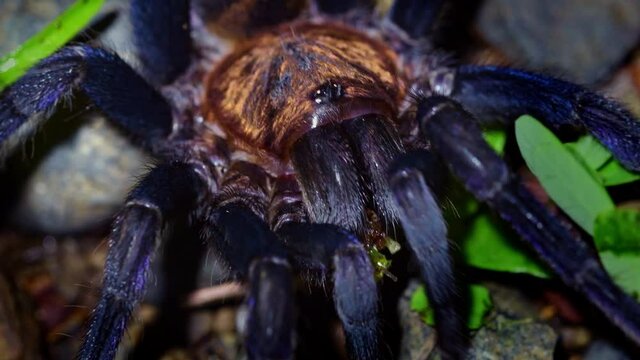 Costa Rican Suntiger Tarantula - Davus ruficeps is a species of spiders in the family Theraphosidae (tarantulas), formerly included in Cyclosternum, Black and blue big spider from Costa Rica