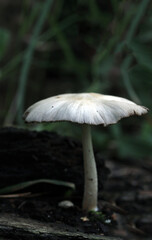 Single one white big mushroom in forest, dark view
