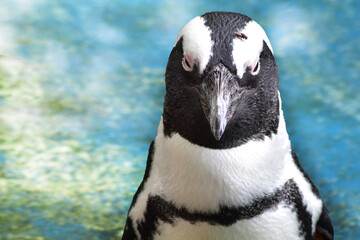 Pingüino Jackass