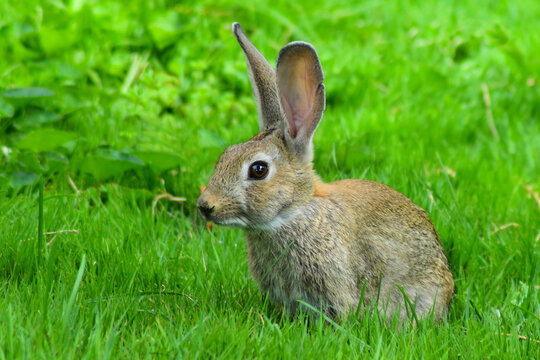 Conejo de la Pradera
