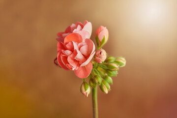 set of decorative pink flowers and buds on orange background