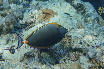 Fototapeta na wymiar Orangespine unicornfish (Naso elegans) close up view, in the Red Sea, Egypt. 