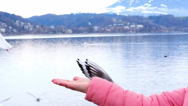 woman feeds sea gulls from the palm, bird sit on hand, fly over the sea, animal welfare concept