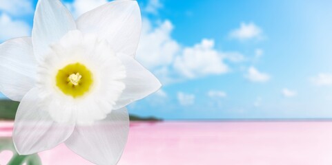 Hibiscus. © BillionPhotos.com