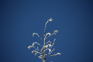 iced flowers on sky background